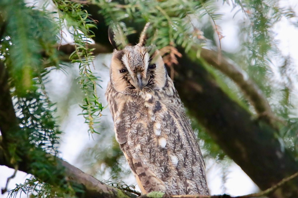 Long-eared Owl (Eurasian) - ML516714511