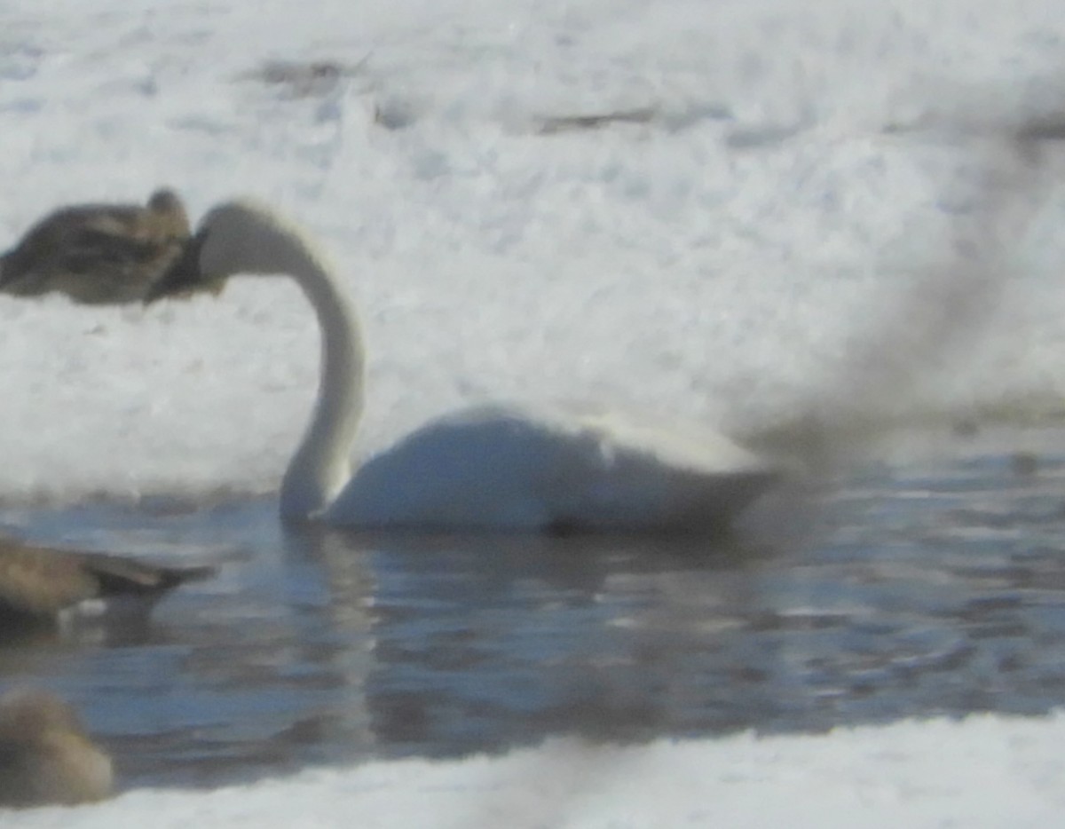 Trumpeter Swan - Judy Welna