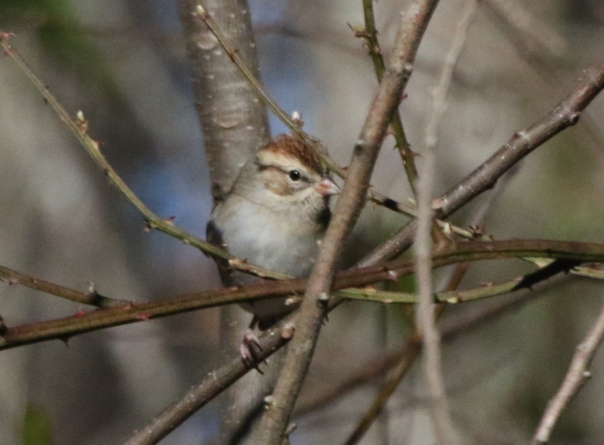 Chipping Sparrow - ML516716041