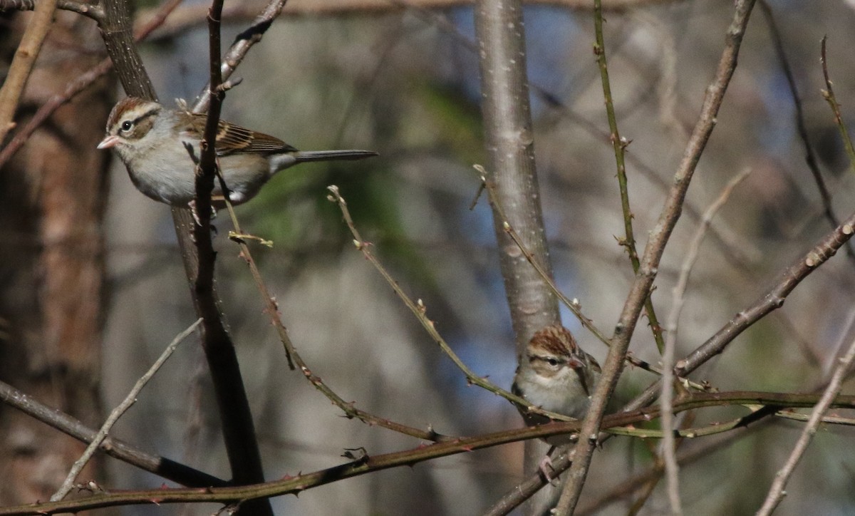 Chipping Sparrow - ML516716051