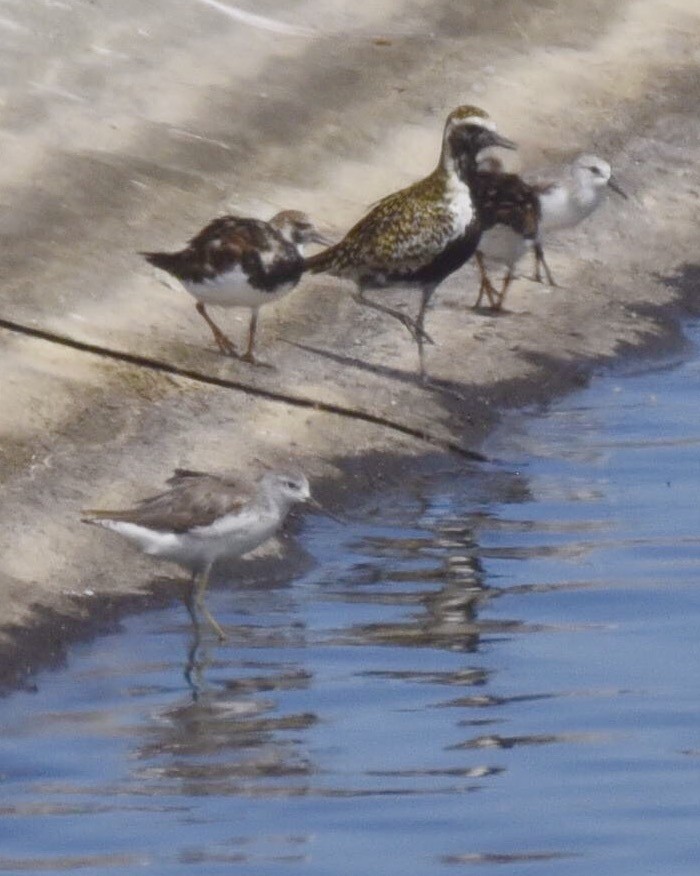 Marsh Sandpiper - ML51671641