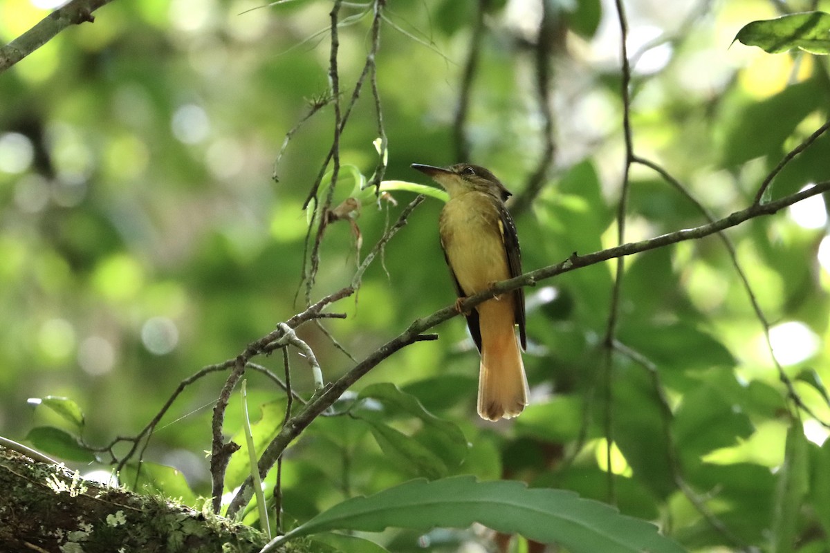 Tropical Royal Flycatcher (Northern) - ML516716751