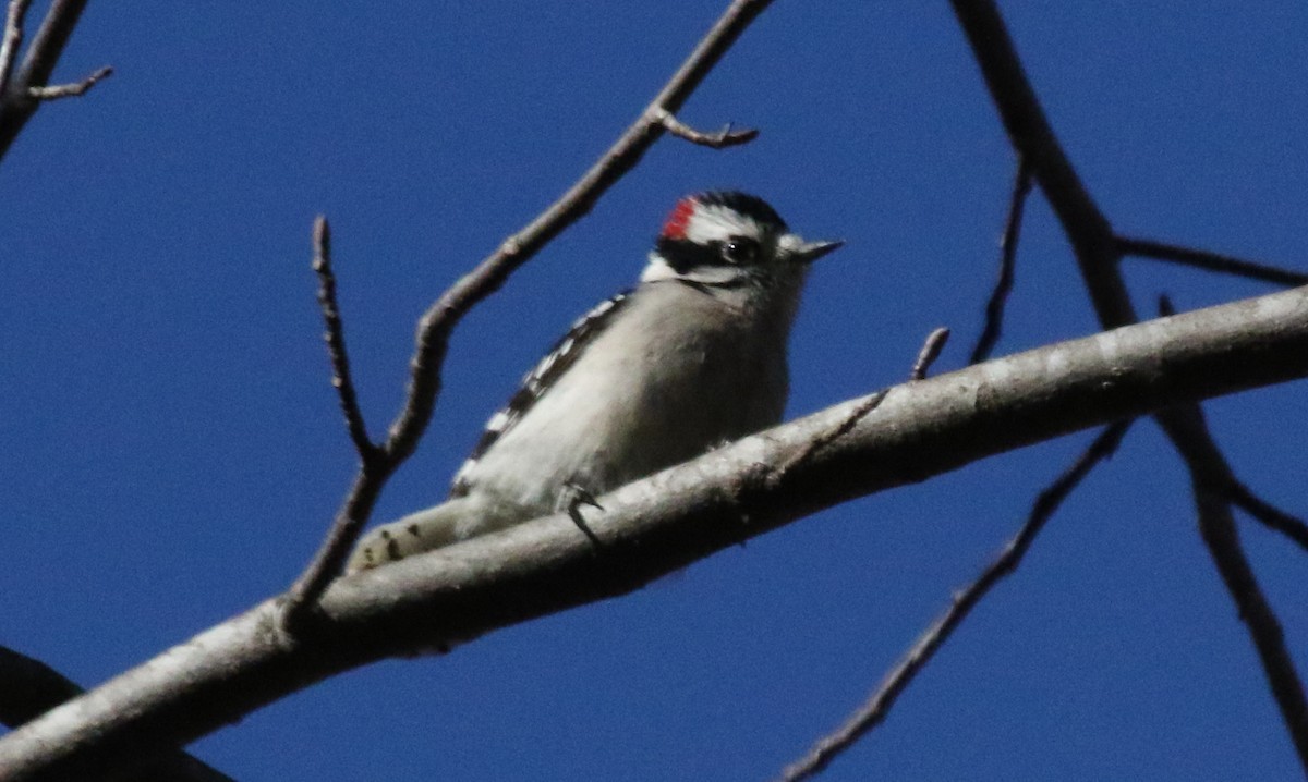 Downy Woodpecker - ML516716971