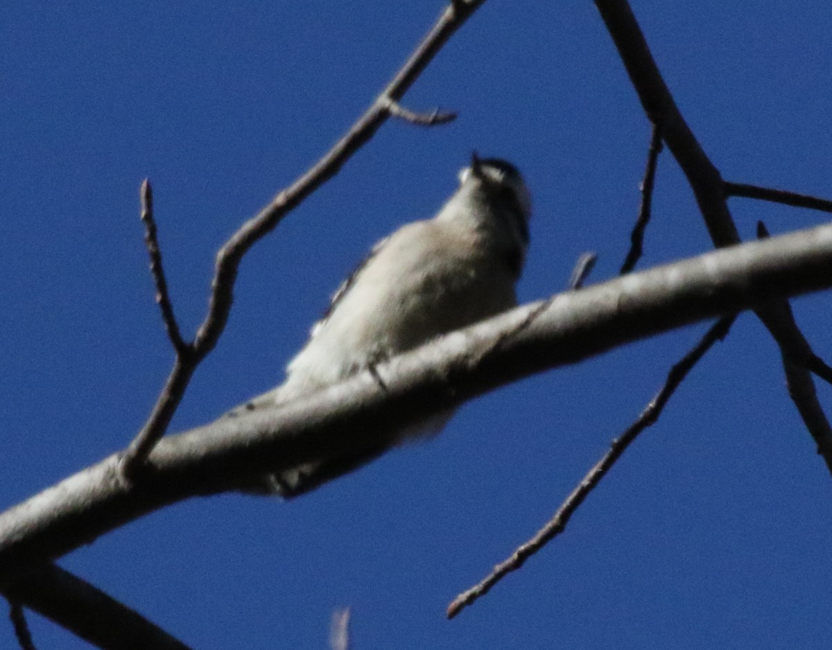 Downy Woodpecker - ML516717051