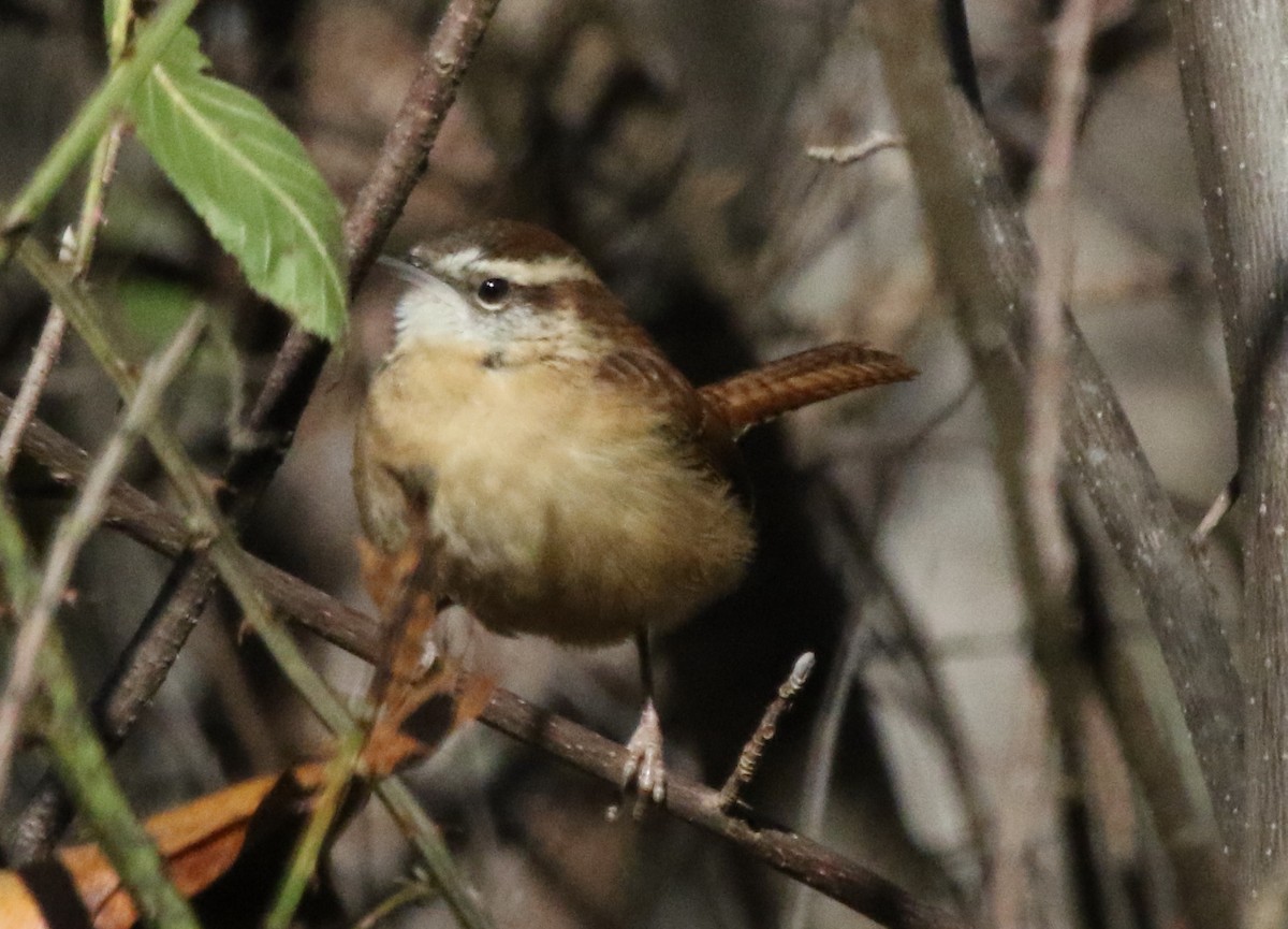 Carolina Wren - ML516717441