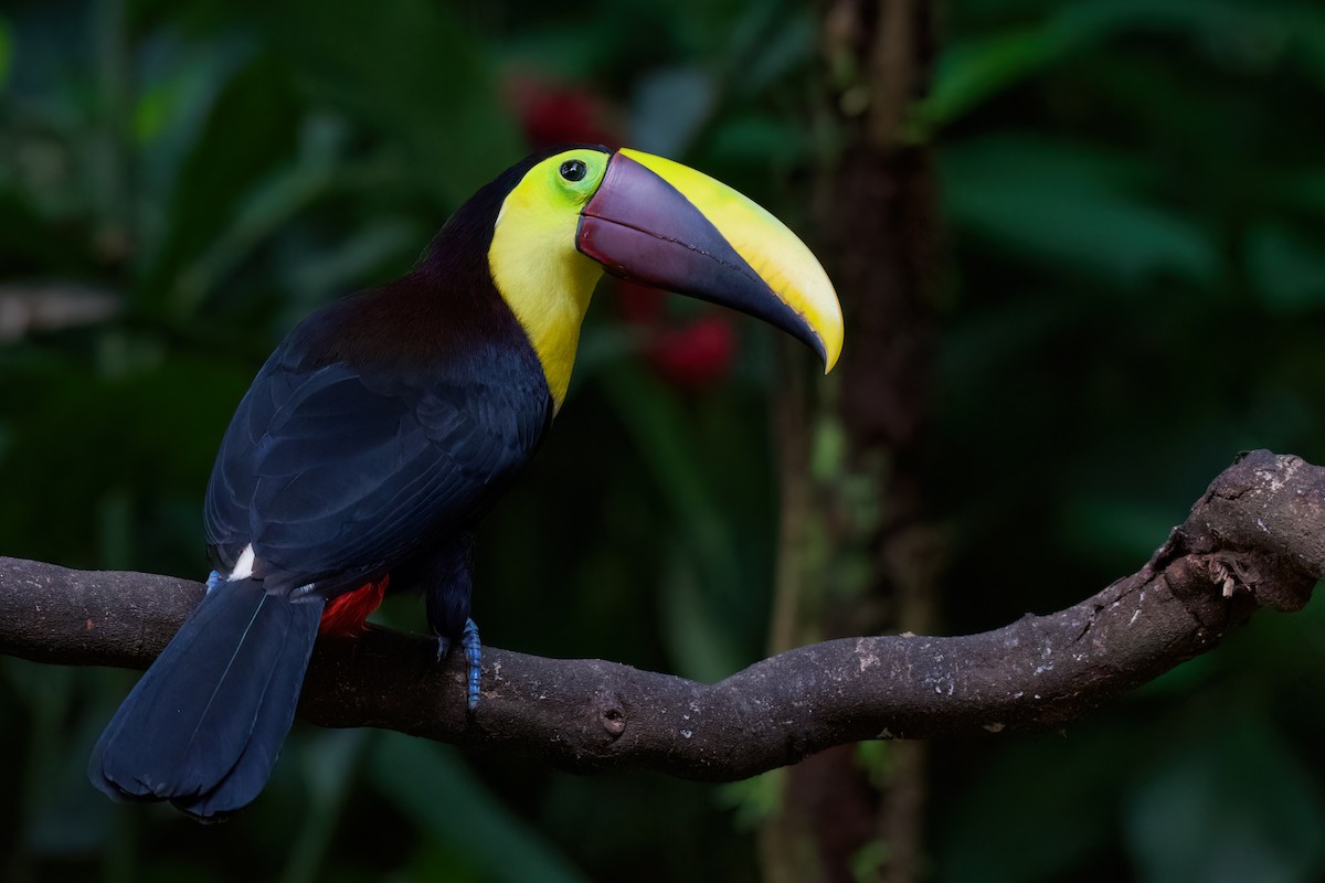 Yellow-throated Toucan - ML516717451