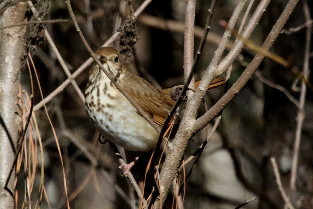 Hermit Thrush - ML516717561