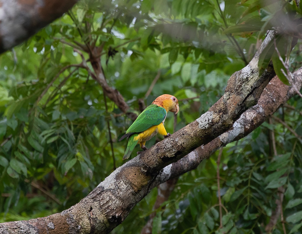 White-bellied Parrot (Black-legged) - ML516718041