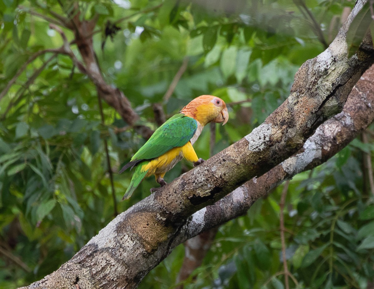 White-bellied Parrot (Black-legged) - ML516718061