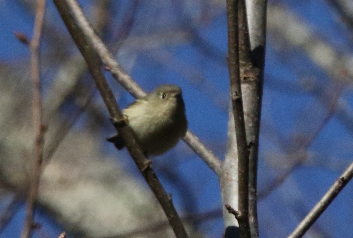 Ruby-crowned Kinglet - ML516718421