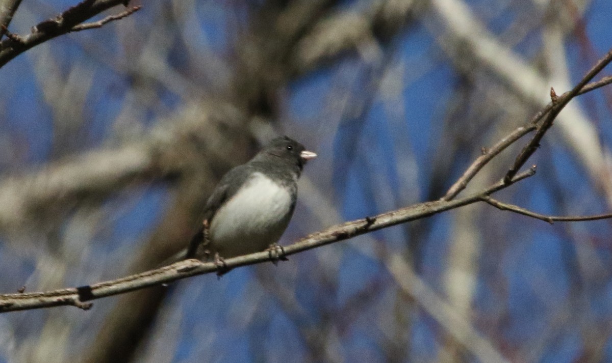 Dark-eyed Junco (Slate-colored) - ML516718591