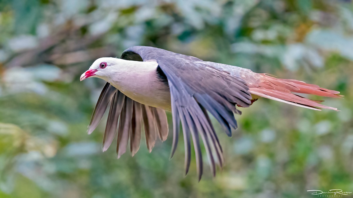 Pink Pigeon - ML516720421