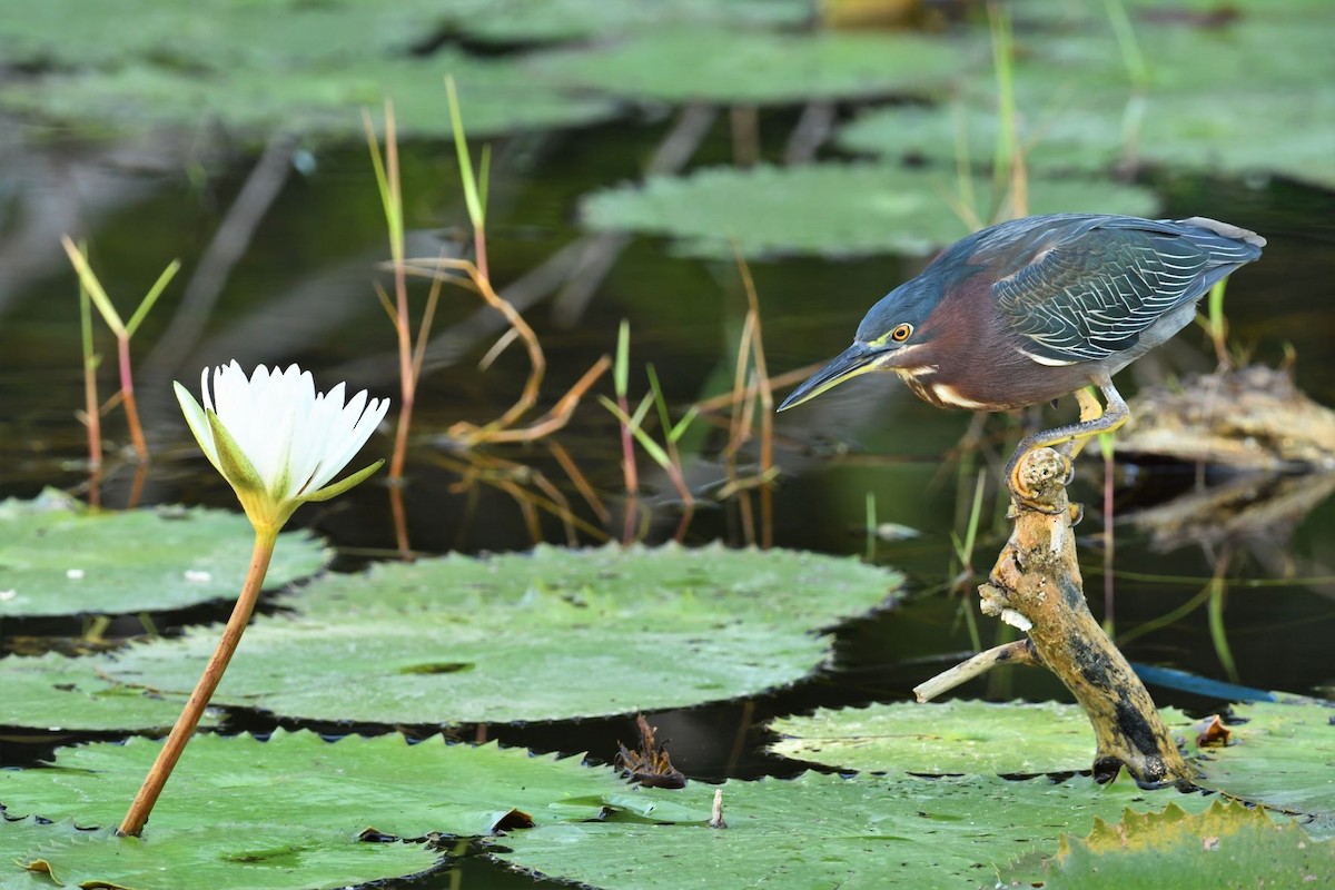 Green Heron - ML516721341