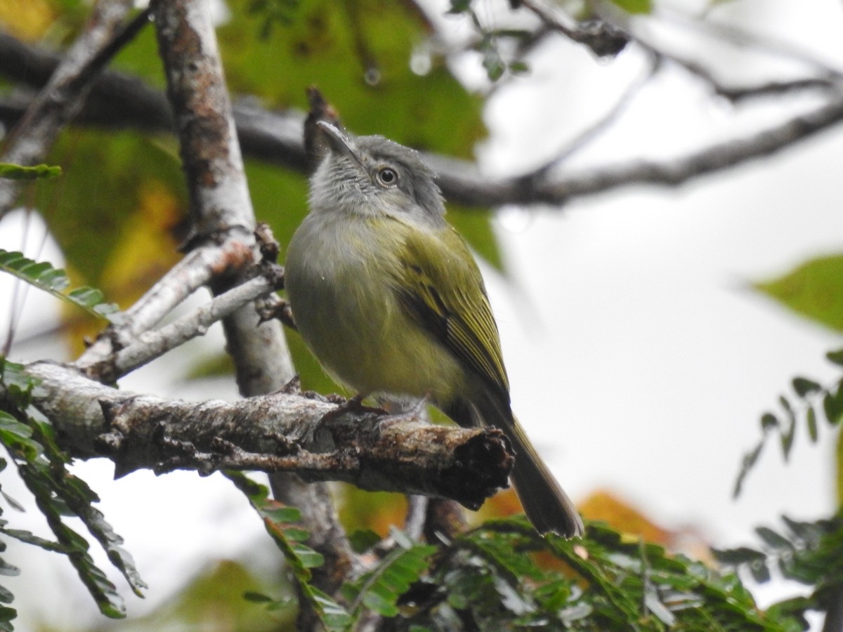 Yellow-olive Flatbill - ML516721421