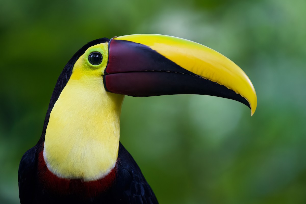 Yellow-throated Toucan - ML516721651