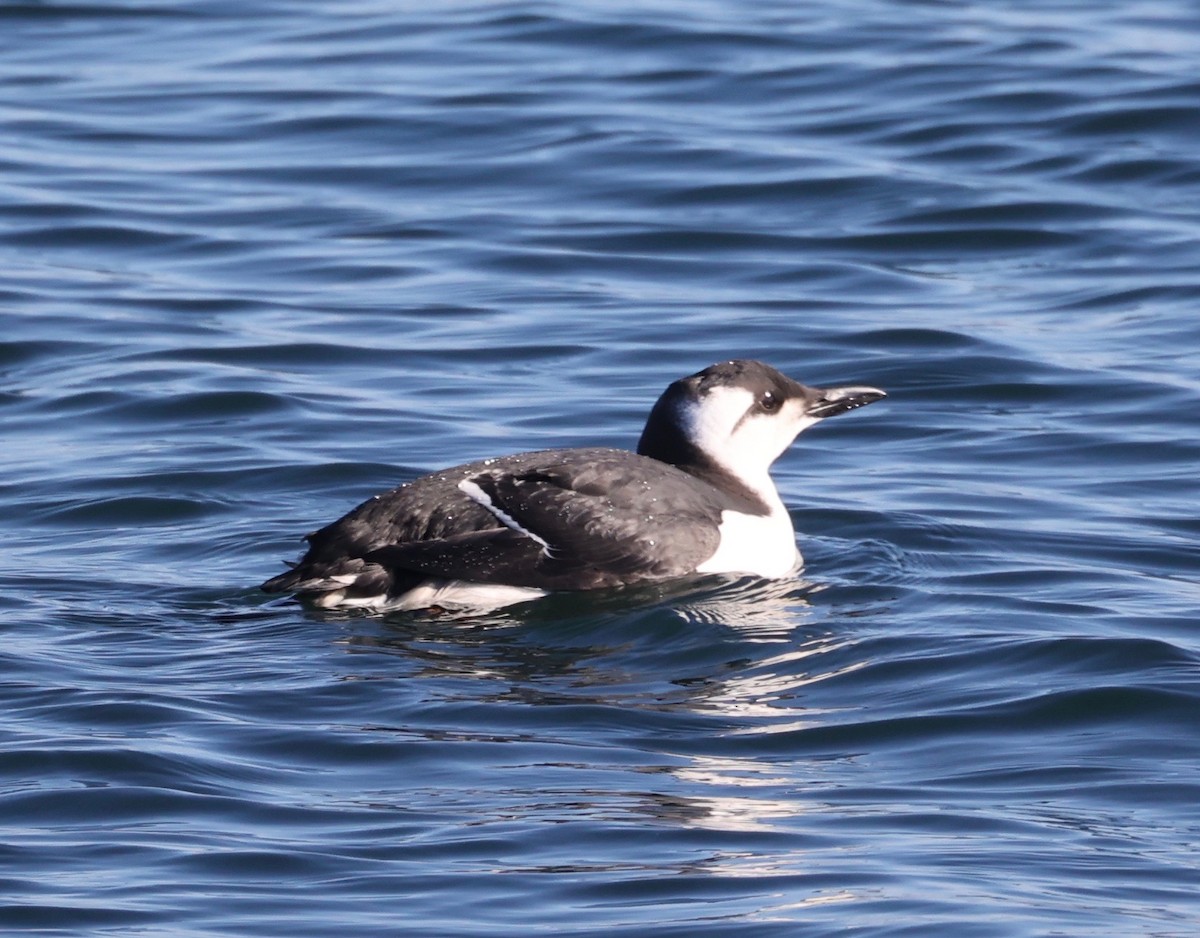 Common Murre - ML516721821