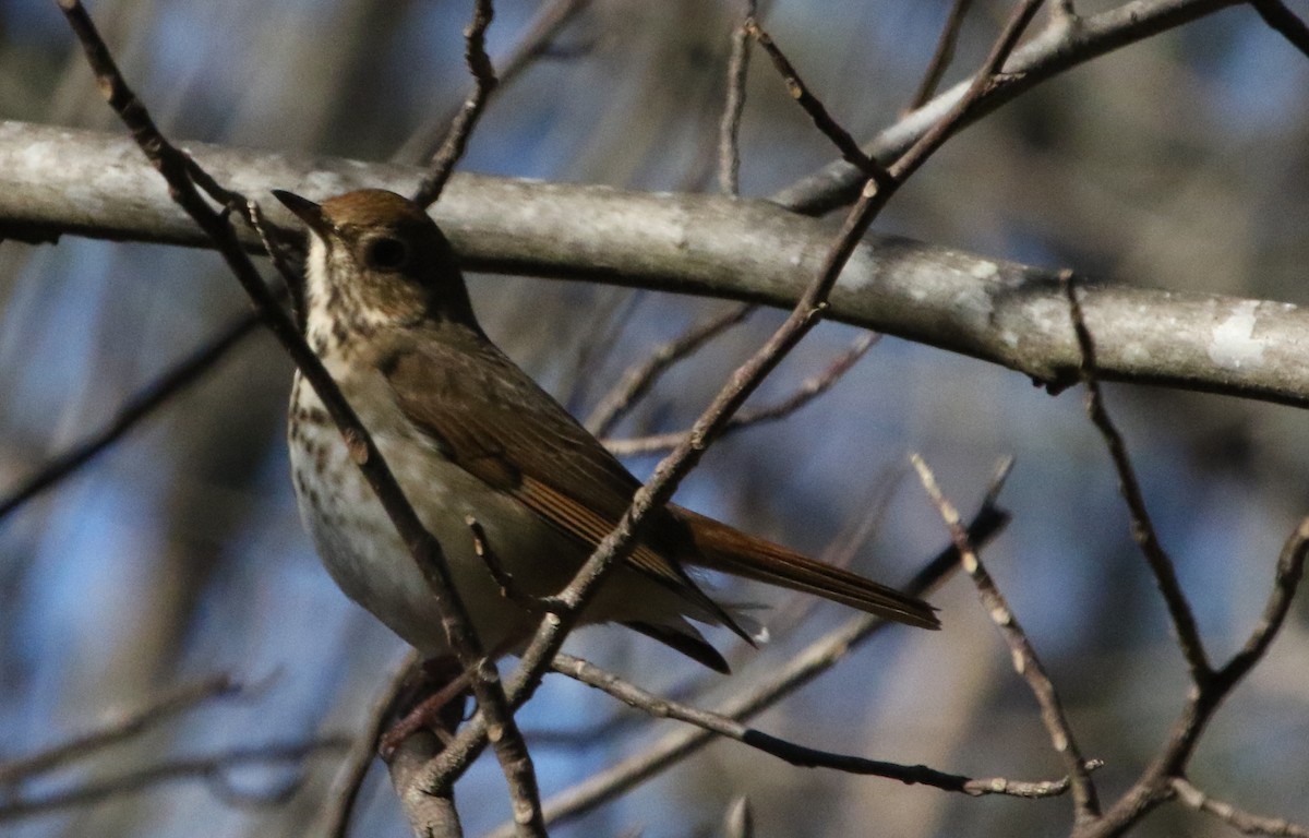 Hermit Thrush - ML516722191