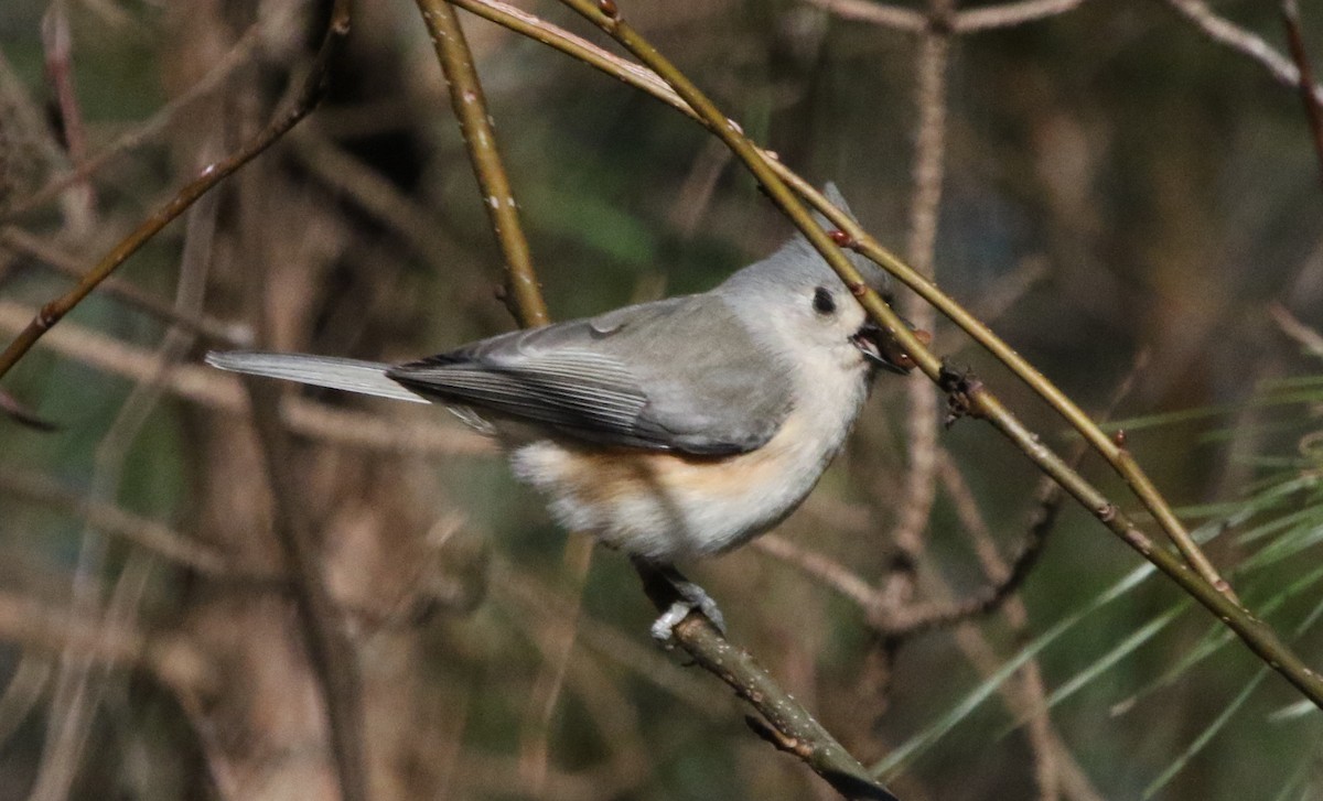 Tufted Titmouse - ML516722431