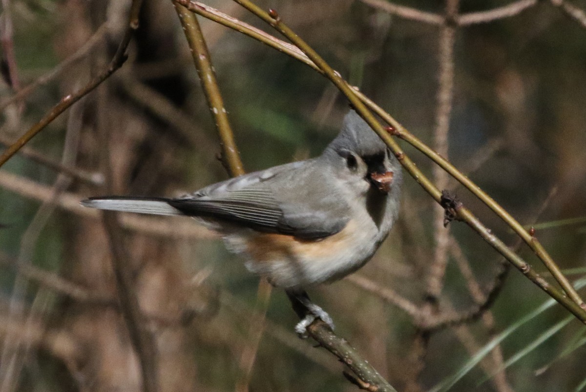 Tufted Titmouse - ML516722551