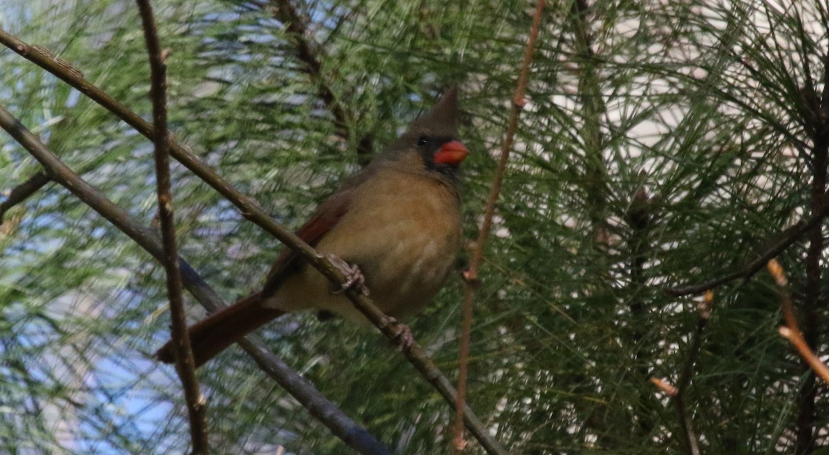 Northern Cardinal - ML516722831