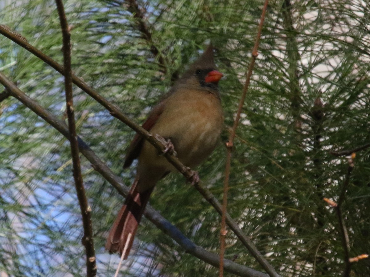 Northern Cardinal - ML516722841