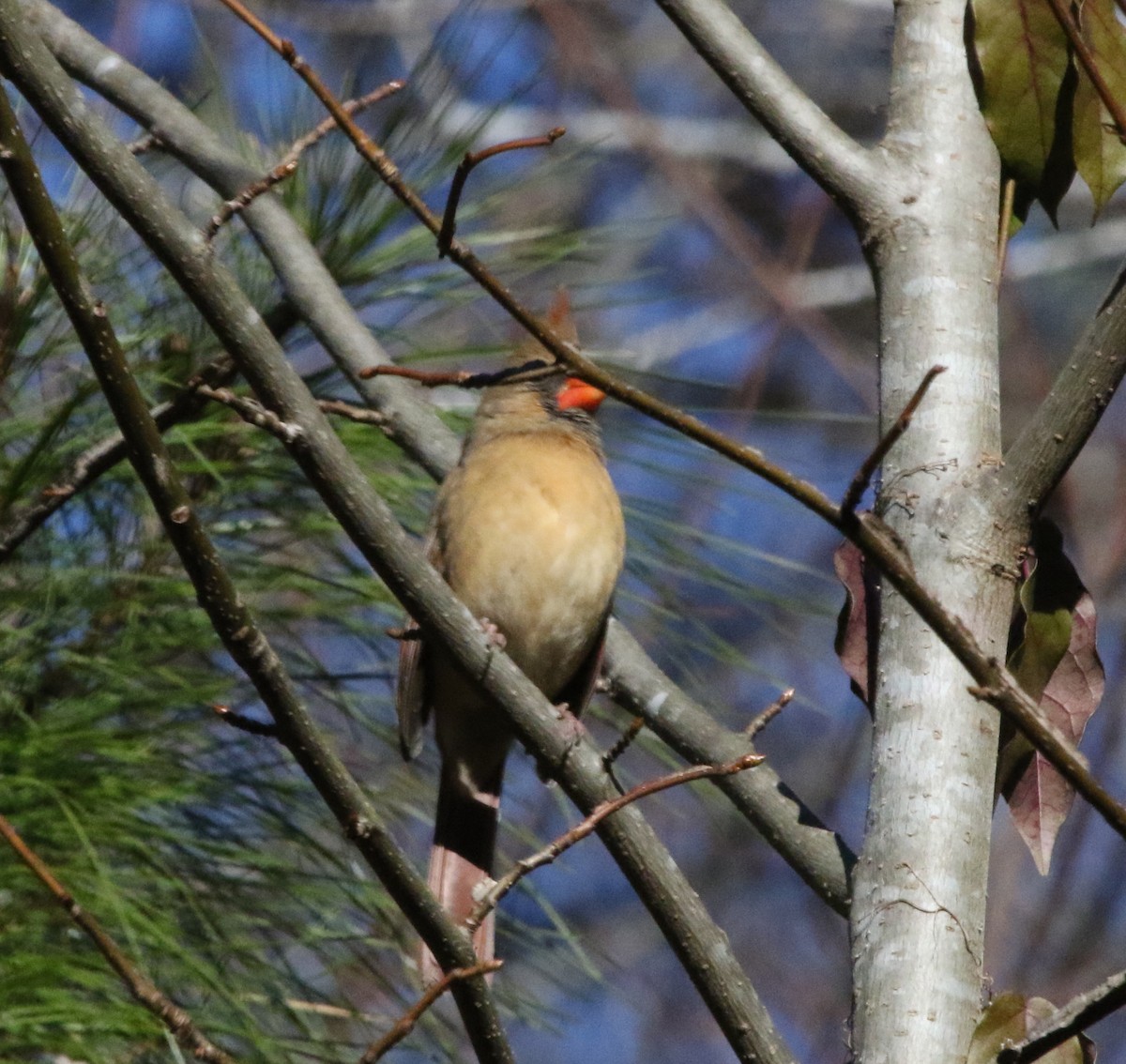 Northern Cardinal - ML516722851