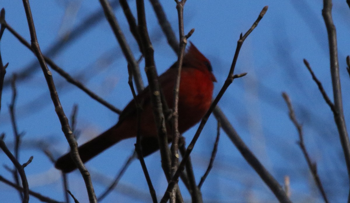 Northern Cardinal - ML516722861