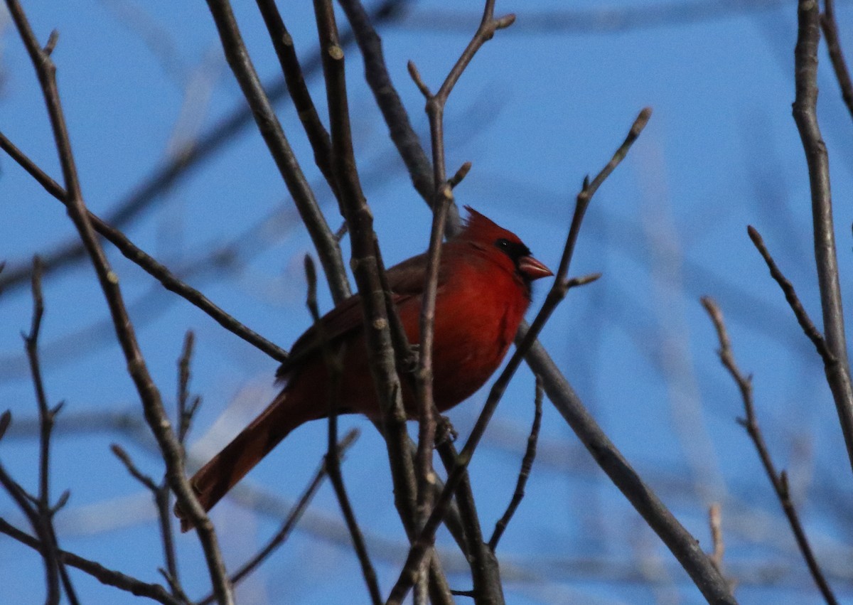 Northern Cardinal - ML516722881