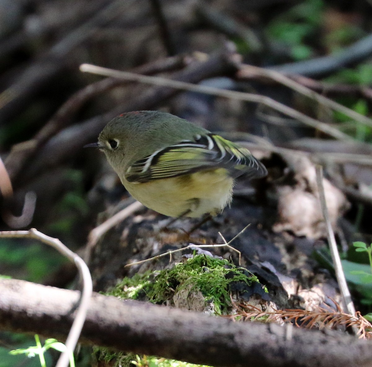 Ruby-crowned Kinglet - ML516722971