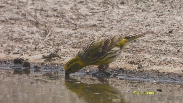 בזבוז אירופי - ML516724071