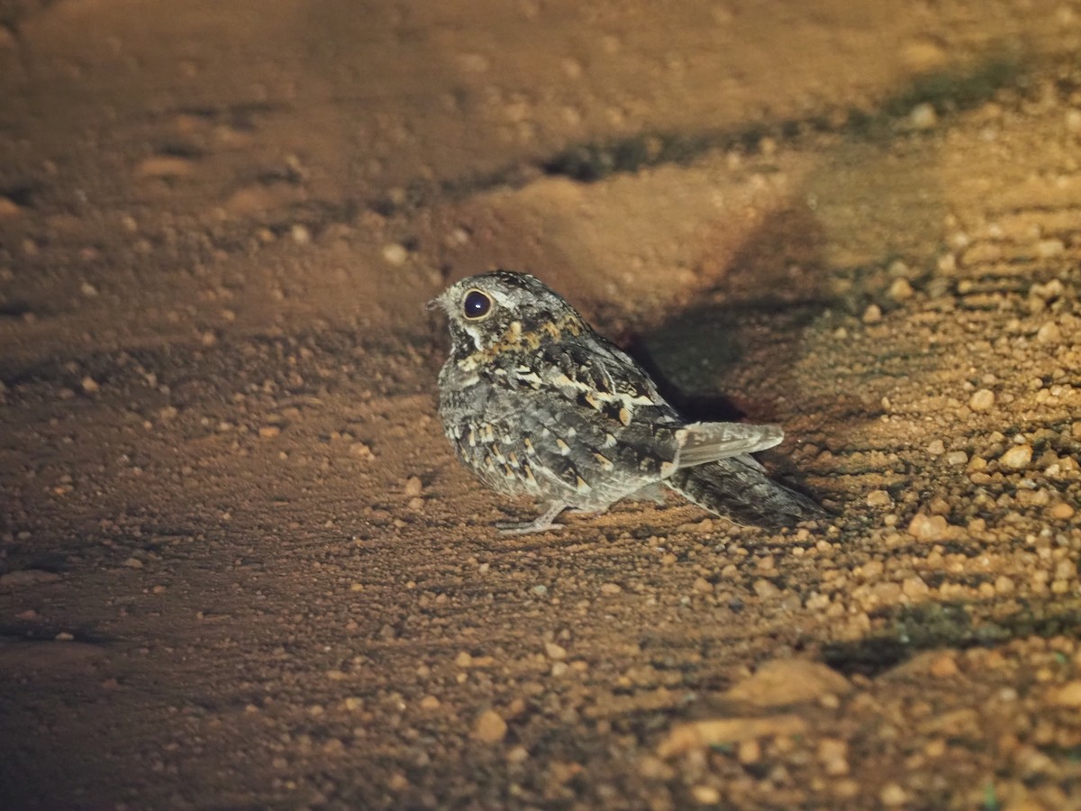 Sombre Nightjar - ML516724181