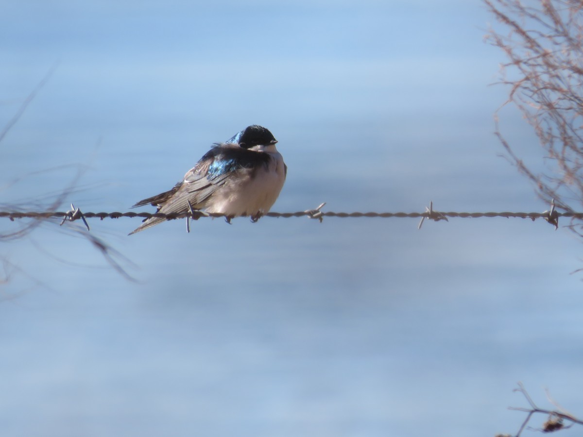 Golondrina Bicolor - ML516724891