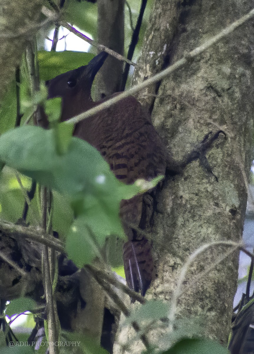 Rufous Woodpecker - ML516725361