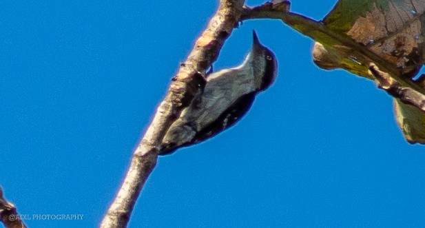 Brown-capped Pygmy Woodpecker - ML516725381