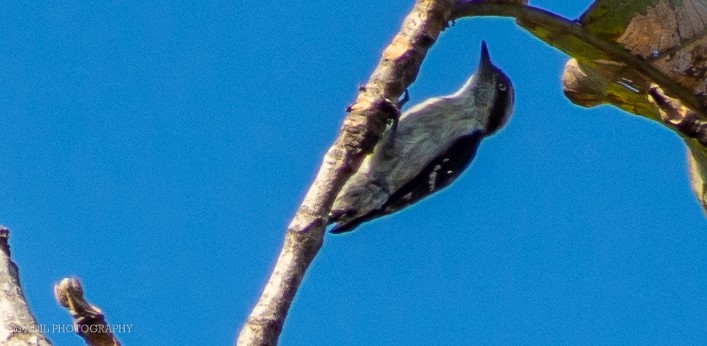 Brown-capped Pygmy Woodpecker - ML516725391