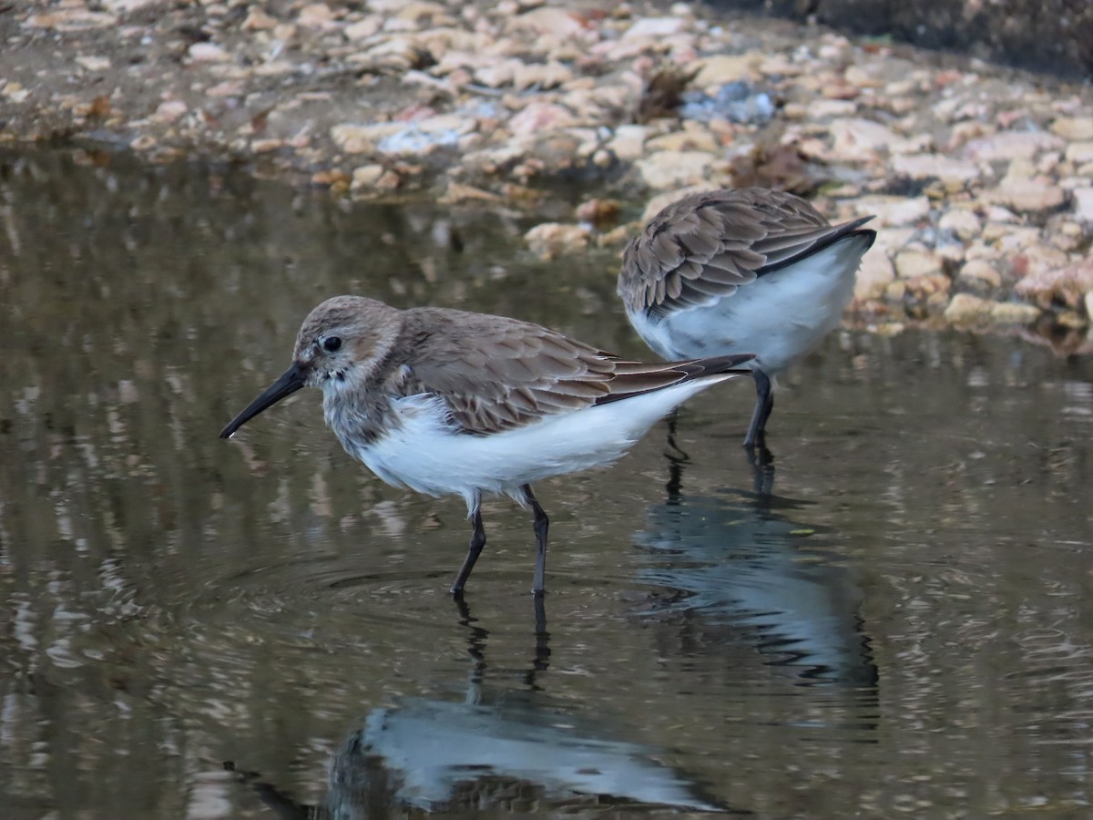 Dunlin - Guillaume Réthoré