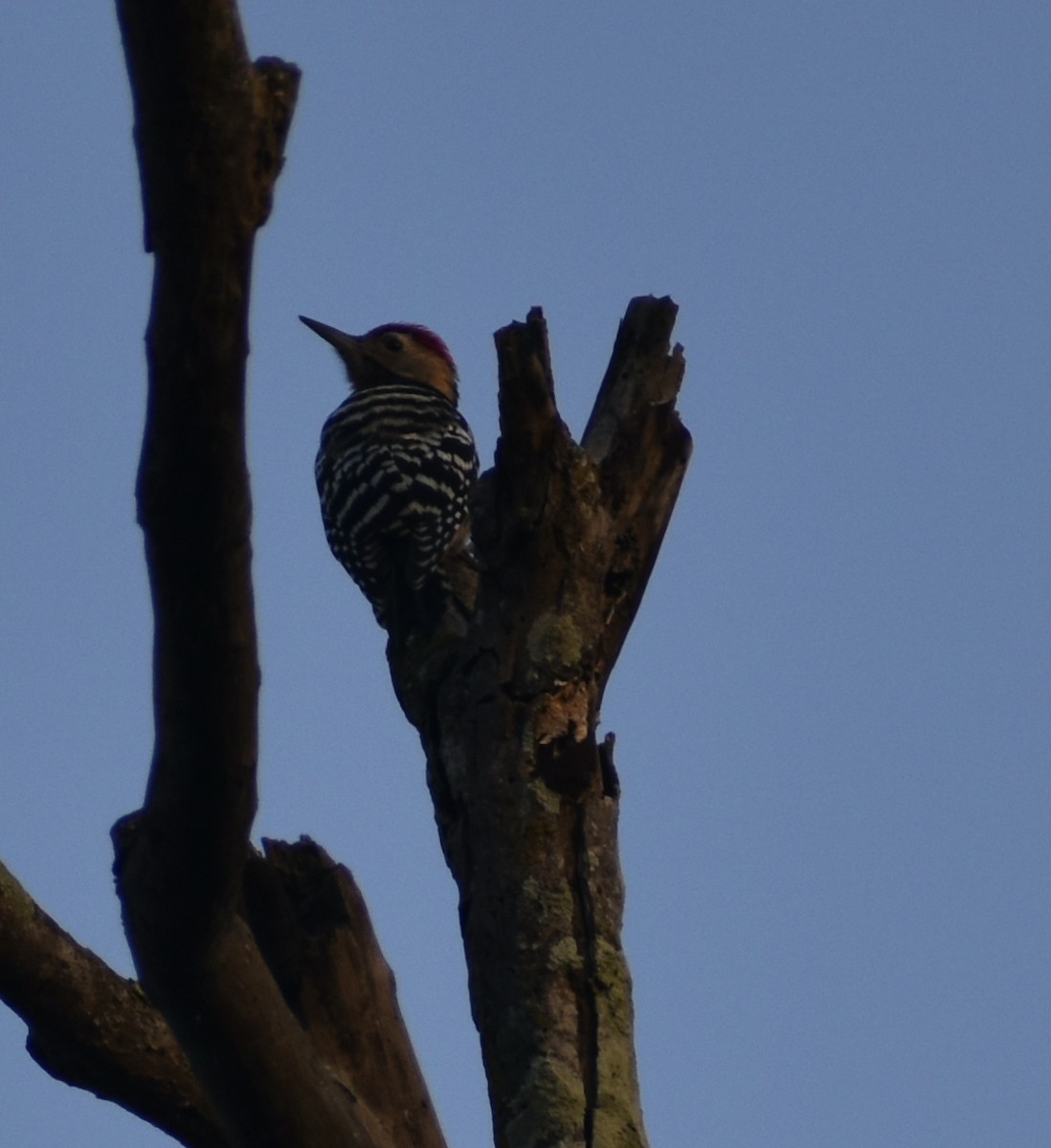 Fulvous-breasted Woodpecker - Diksha Mishra