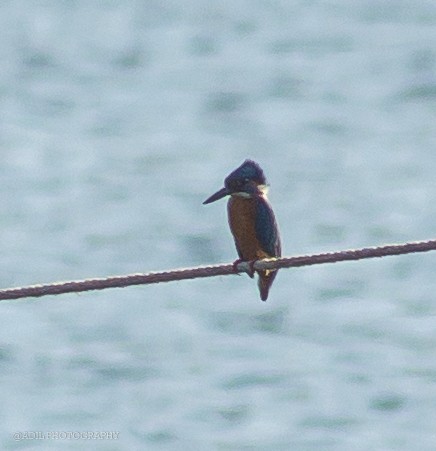 Martin-pêcheur d'Europe - ML516726341