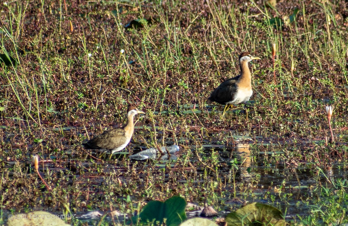 Jacana bronzé - ML516726451