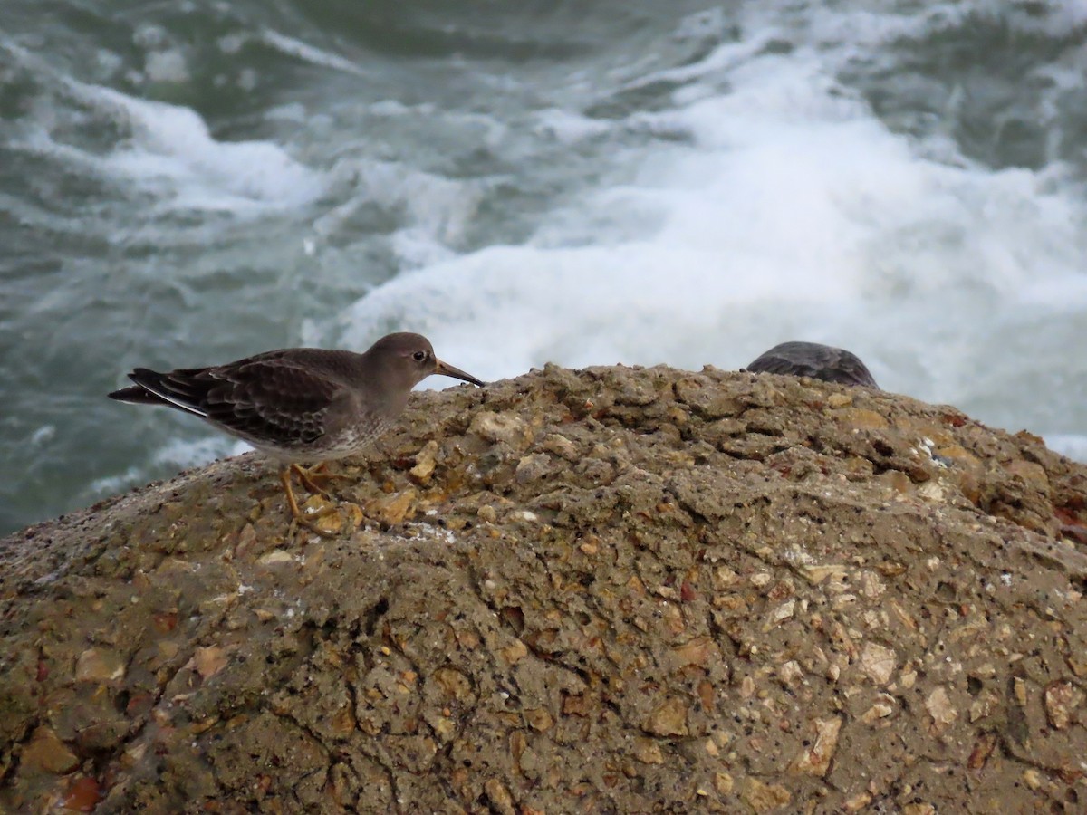 Purple Sandpiper - ML516726591