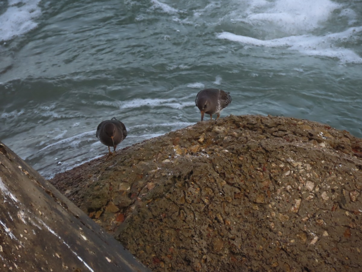 Purple Sandpiper - ML516726601