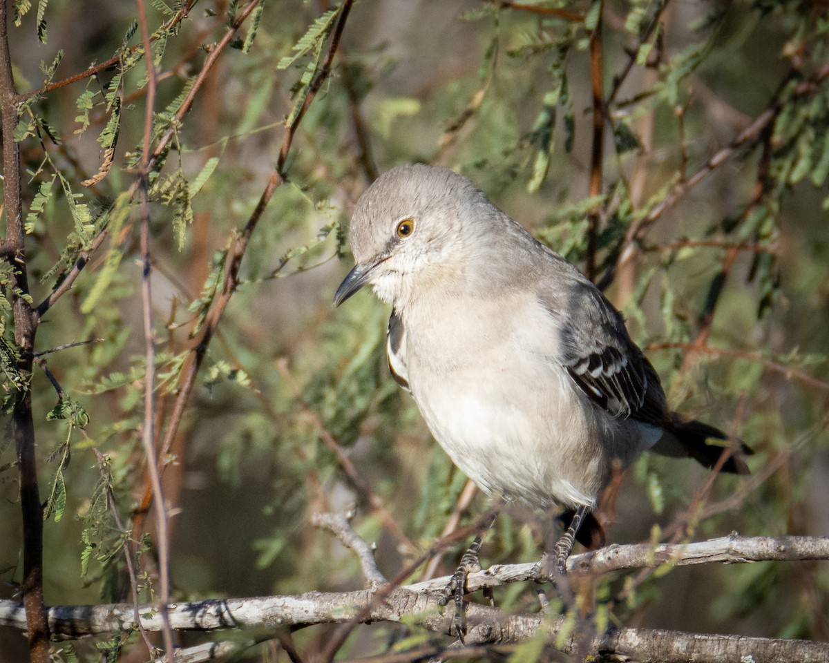 Northern Mockingbird - ML516727291