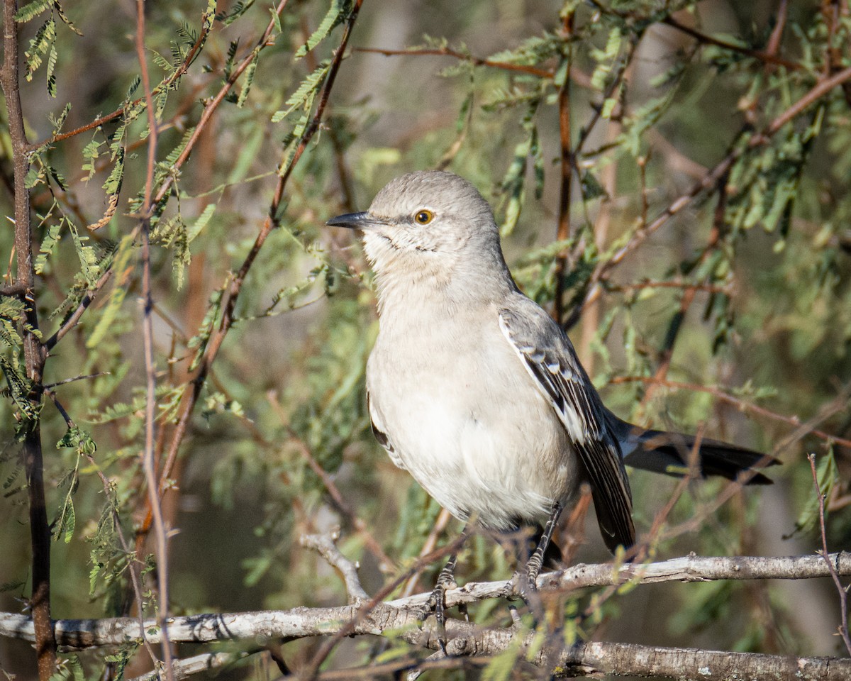Northern Mockingbird - ML516727301