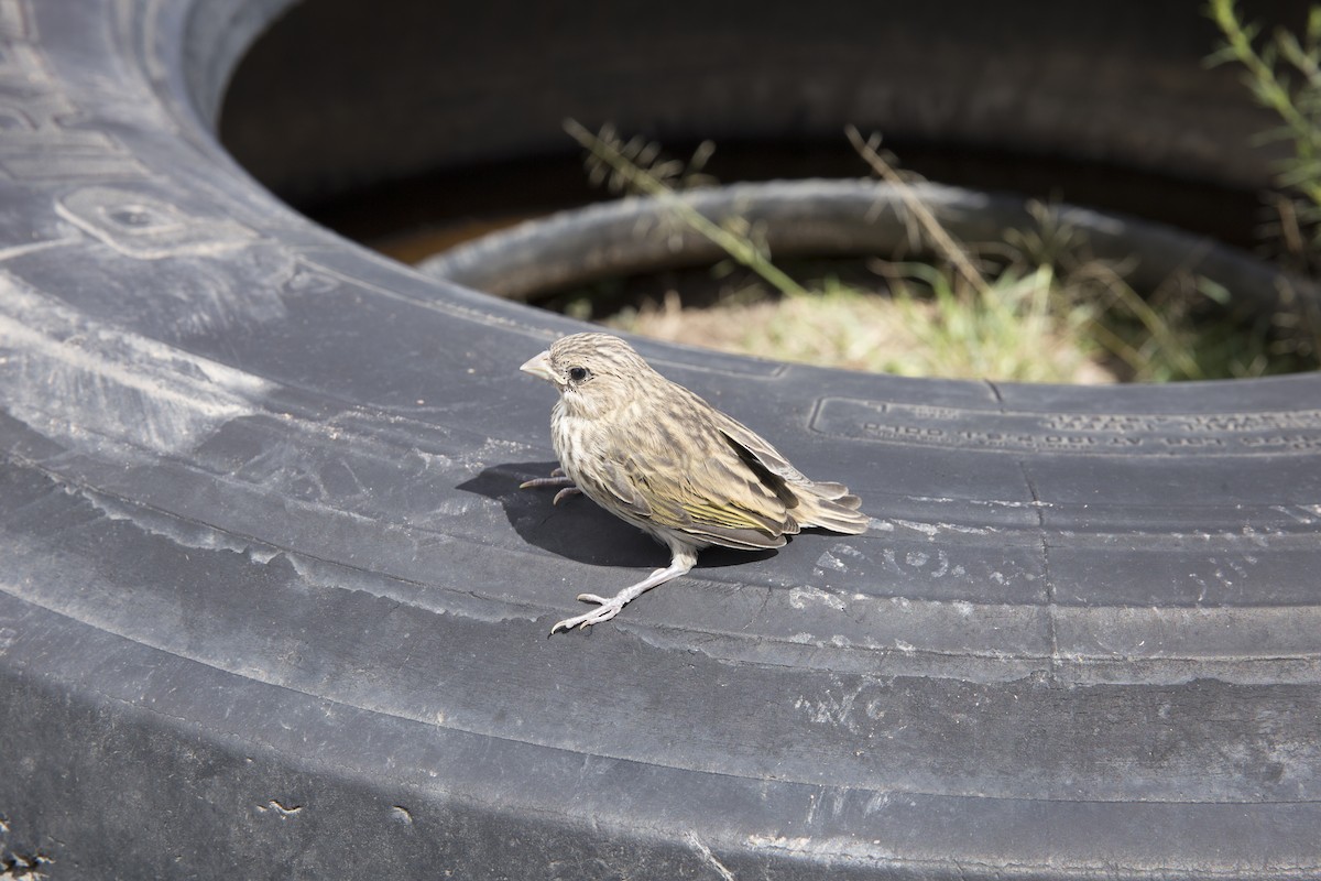 Saffron Finch - ML516727961