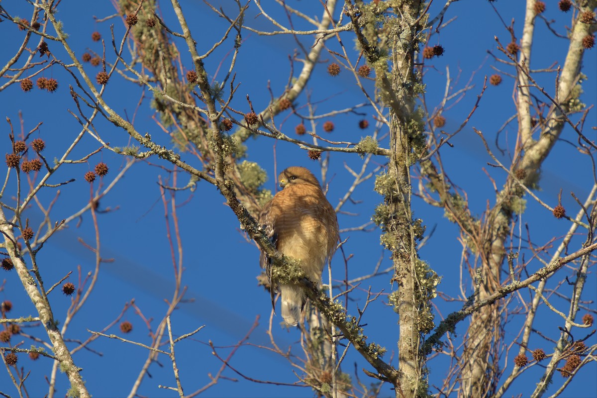 Red-shouldered Hawk - ML516728111