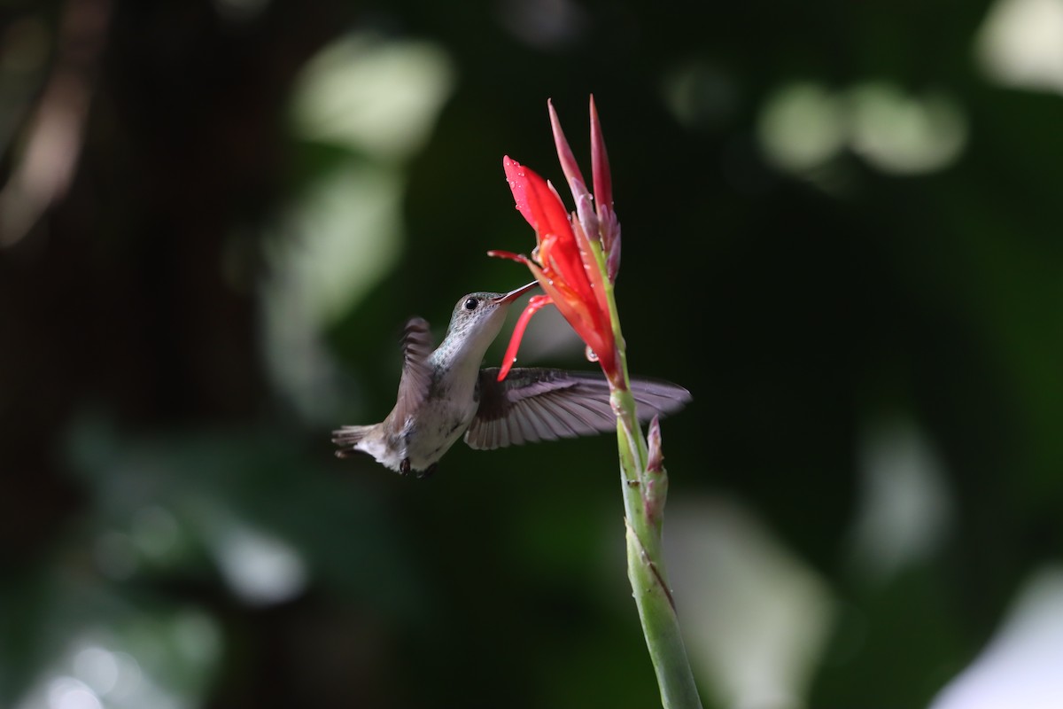 White-bellied Emerald - ML516729351