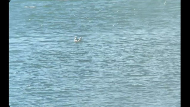 Northern Fulmar - ML516729601