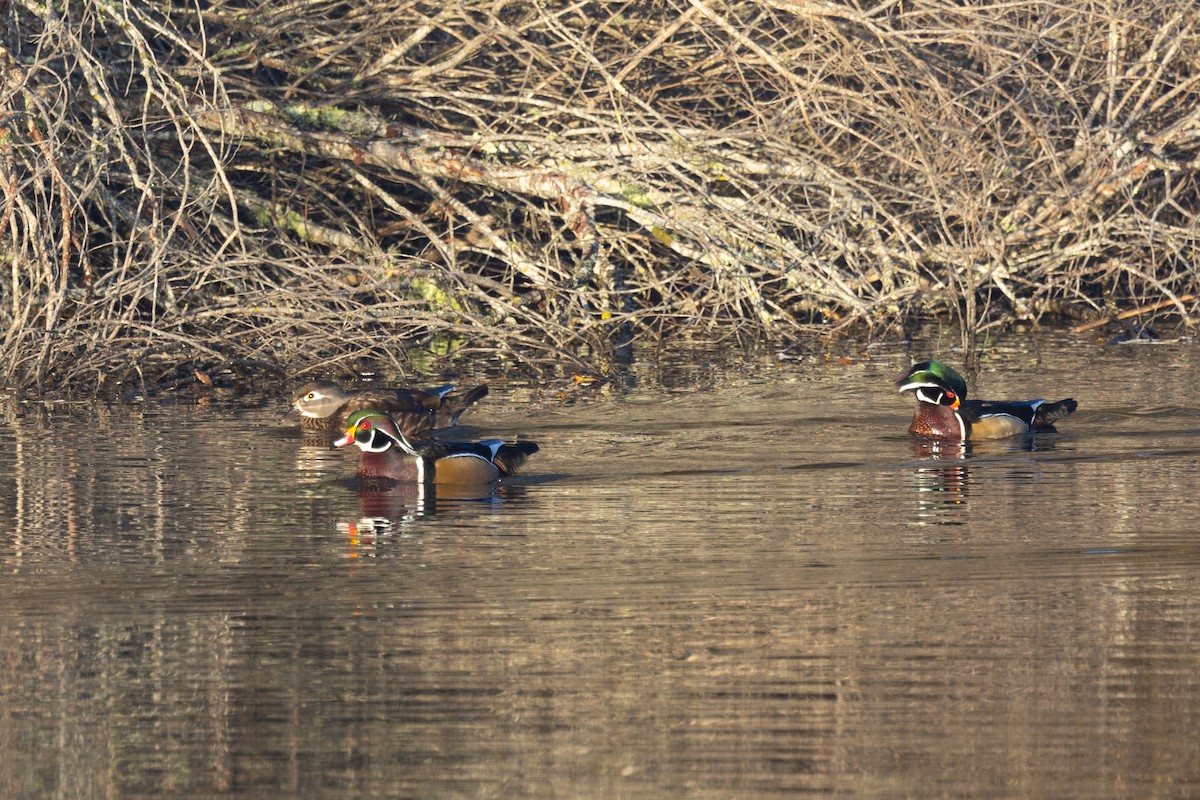 Wood Duck - ML516729731