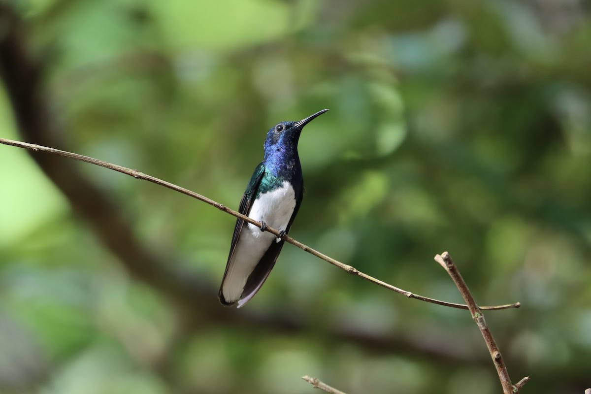 Colibrí Nuquiblanco - ML516729981