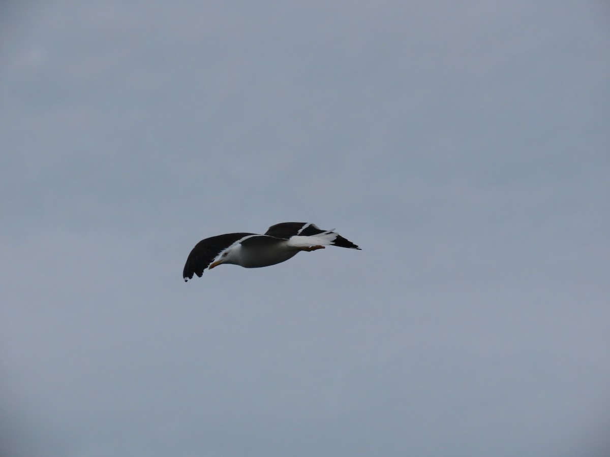 Gaviota Sombría - ML516730061